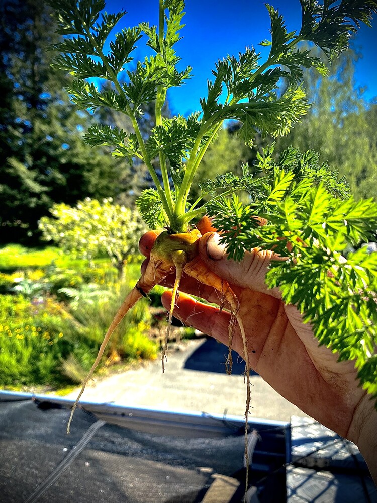 A freshly pulled carrot from the garden